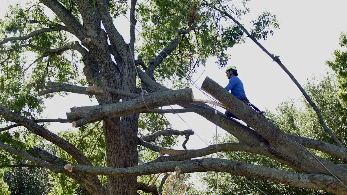 Professional Crown Thinning performed by certified arborists in Brodhead